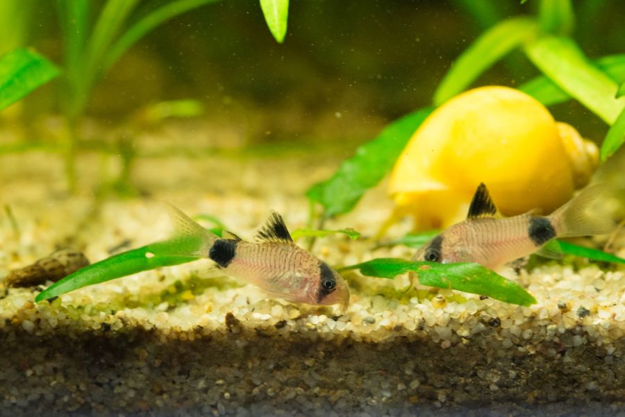 How Long Do Cory Catfish Live? (Lifespan By Species) Avid Aquarist