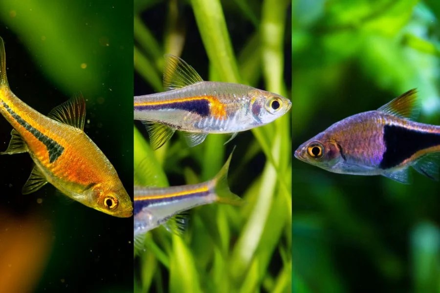 Rasbora Espei vs. Hengeli vs. Harlequin (The Best Option for Your Tank