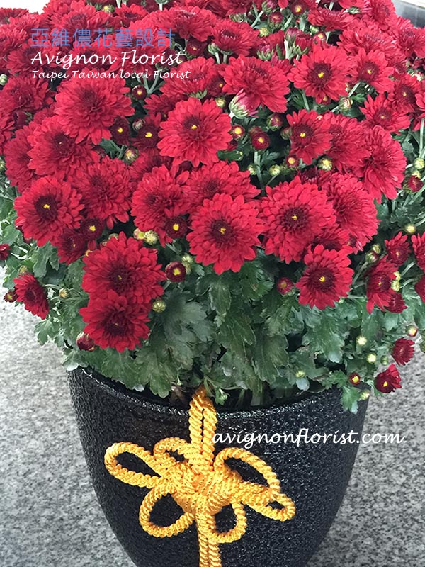 Potted Chrysanthemums Avignon Florist 亞維儂花藝設計 Taiwan florist