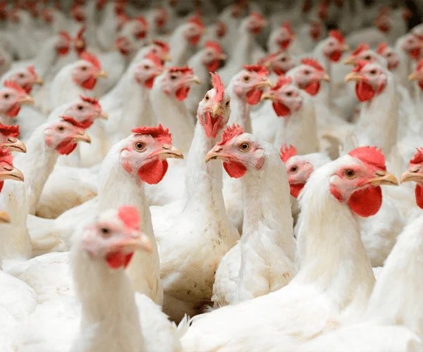 Avigroup l Distribuidora Avícola de Pollos frescos al por mayor en Lima