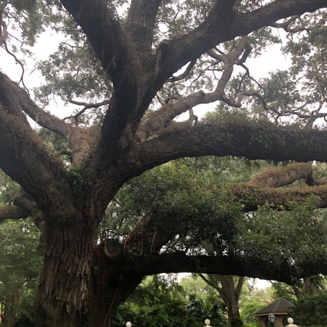 Avila Property Owners' Association Grandfather Oak Tree