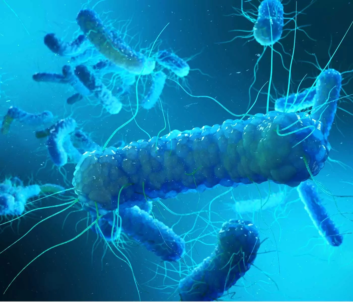 Salmonella Infantis ¿un serotipo emergente que se volvió residente?