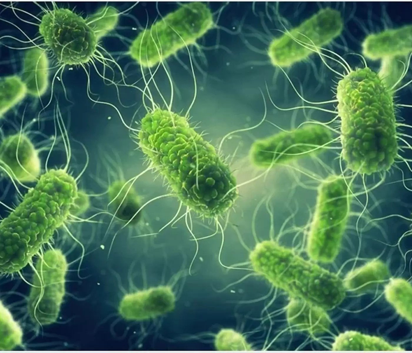 Salmonella Infantis, ¿un serotipo emergente que se volvió residente? II