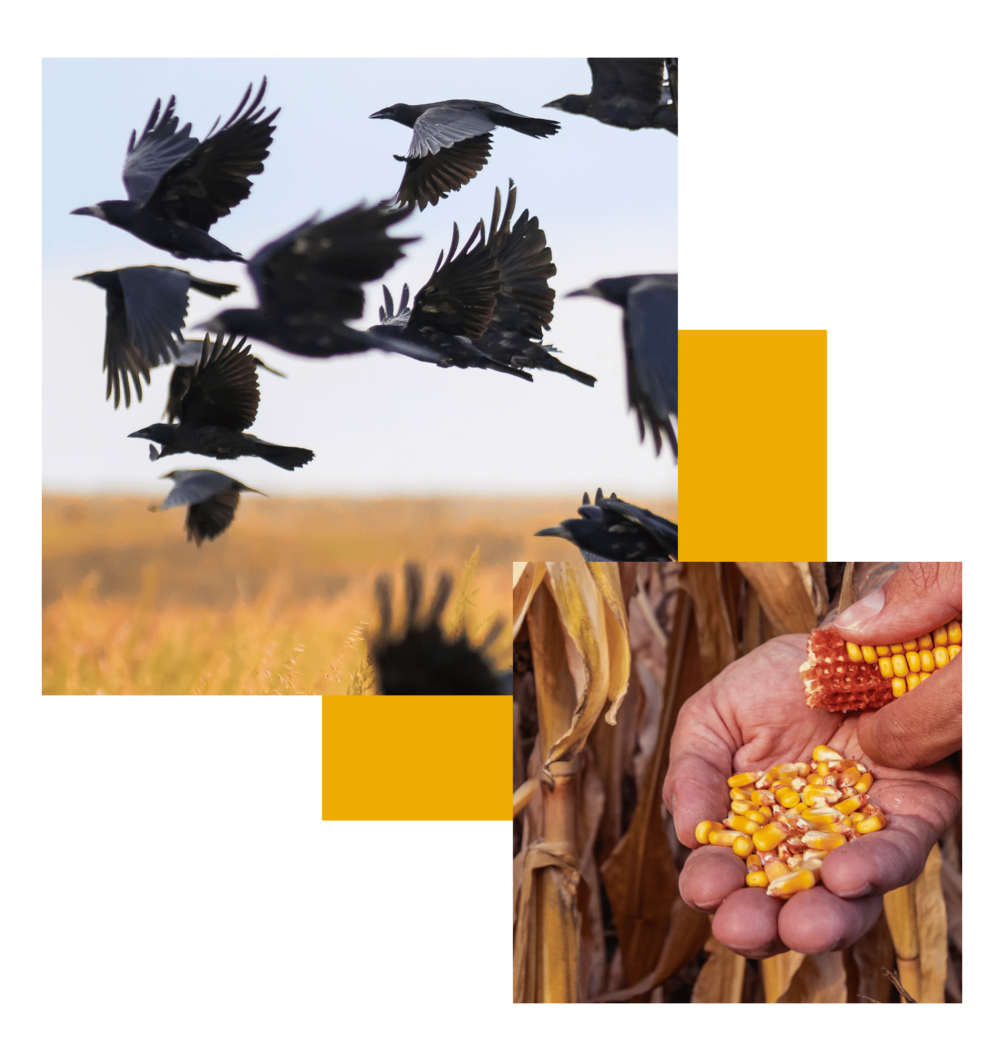 Seed Corn Treatment for Agricultural Chemical Distributors Increase Yield