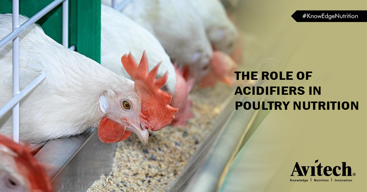 Poultry Nutrition judahklfa695