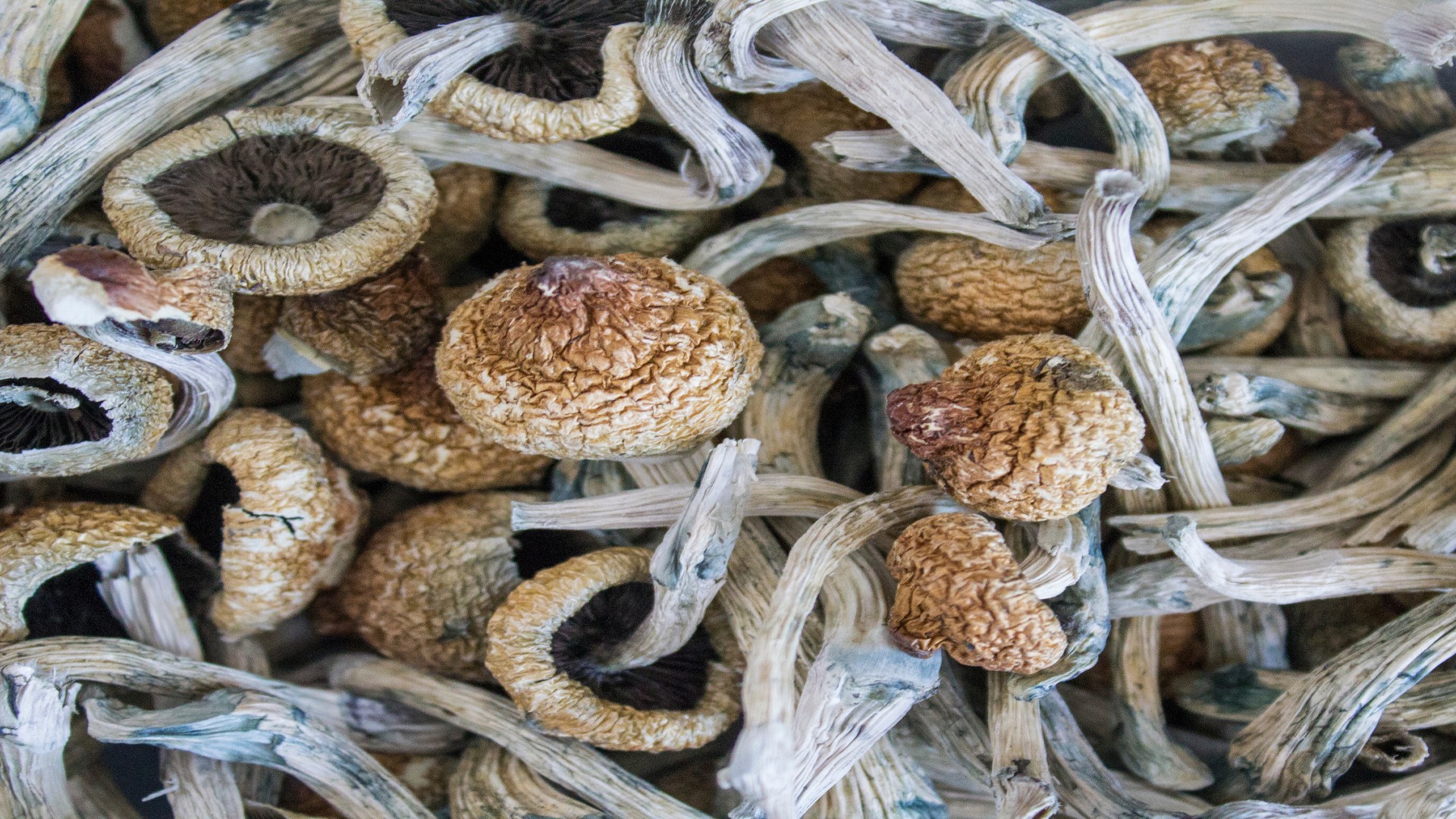 Dried Mushrooms A Versatile Ingredient from Dehydrated Food