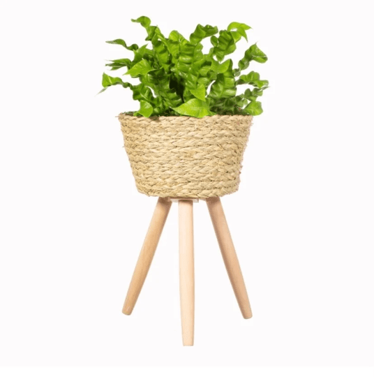 Buy Large Basket Planter, Planter On Legs, Woven Legs Online