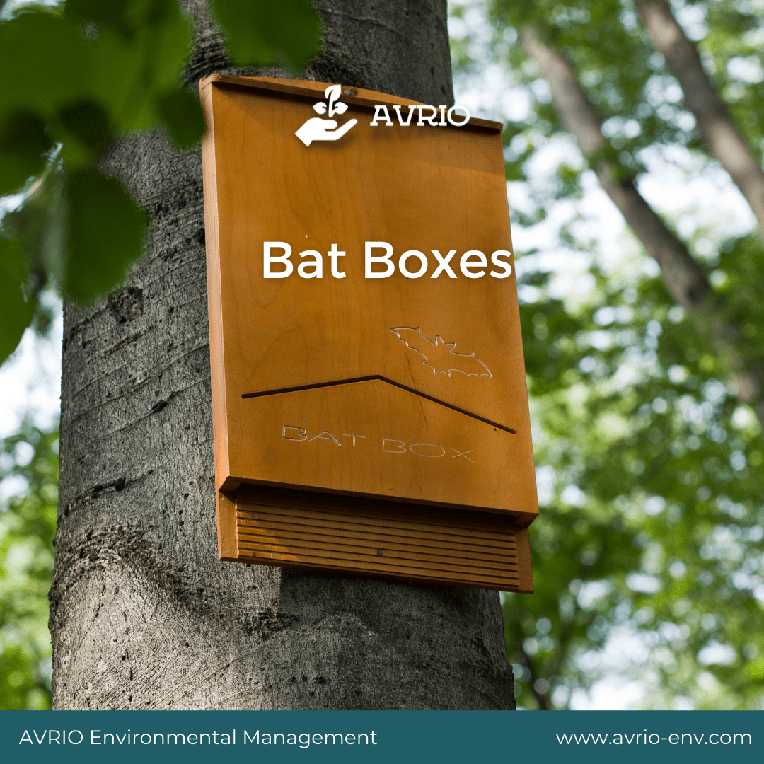 Bat Boxes AVRIO Environmental Management