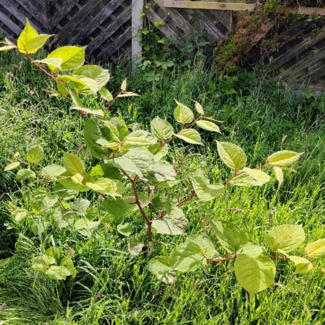 Irish Water Wastewater Treatment Plant (WWTP) Development AVRIO
