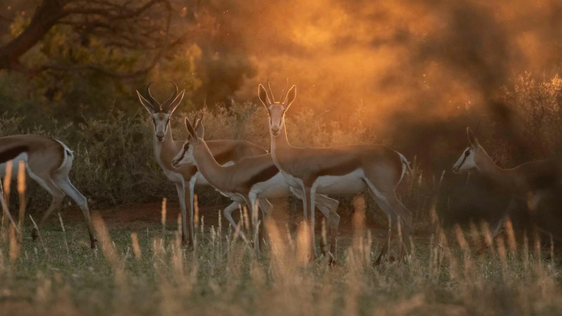 african hunting safari packages Avula Safaris