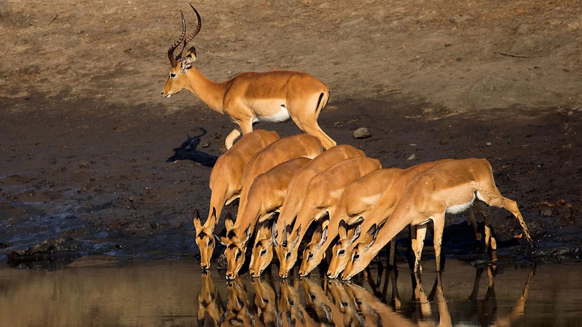 african hunting safari packages Avula Safaris