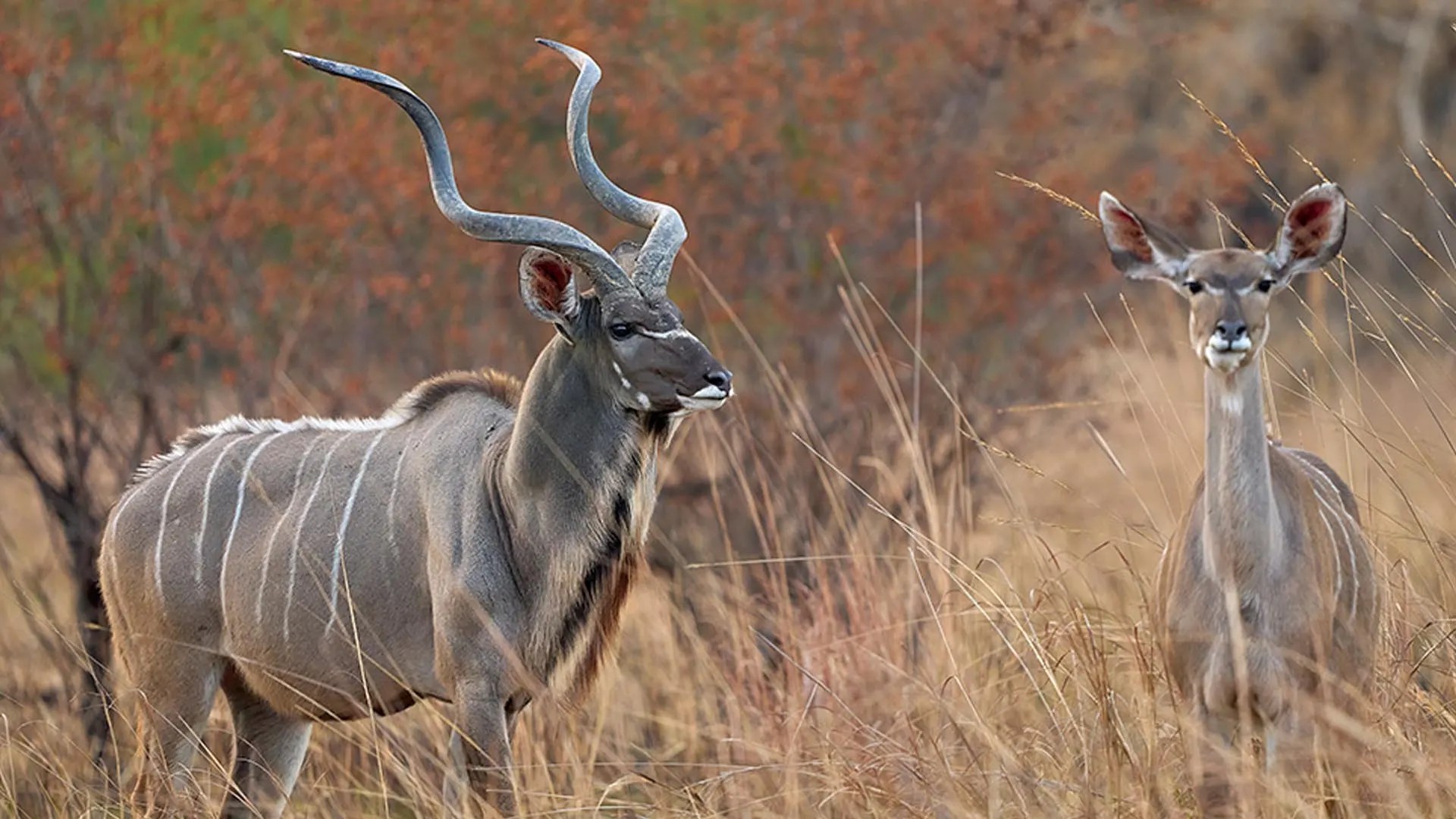 african hunting safari packages Avula Safaris