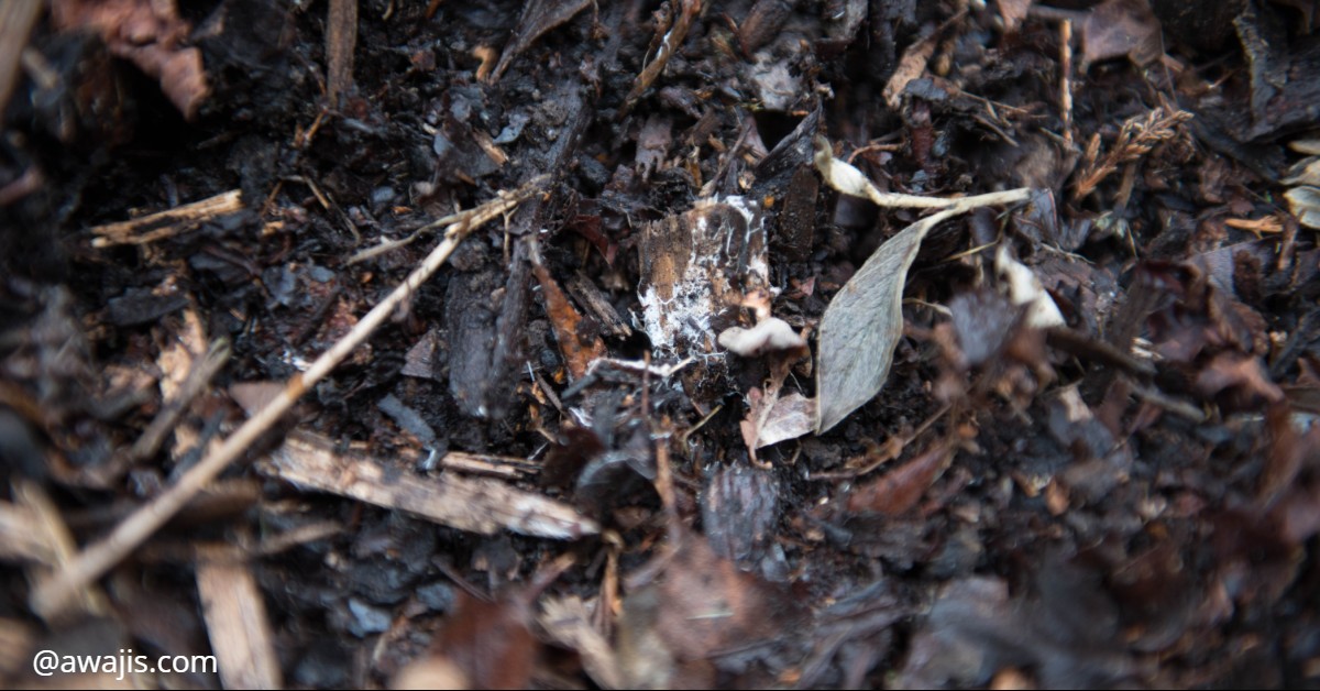 Free Compost Near Me