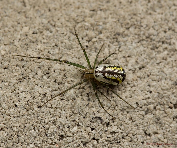 Venusta Orchard Spider