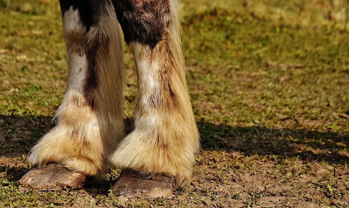 How Many Toes Does a Horse Have? More Than You Think! Awareness Act