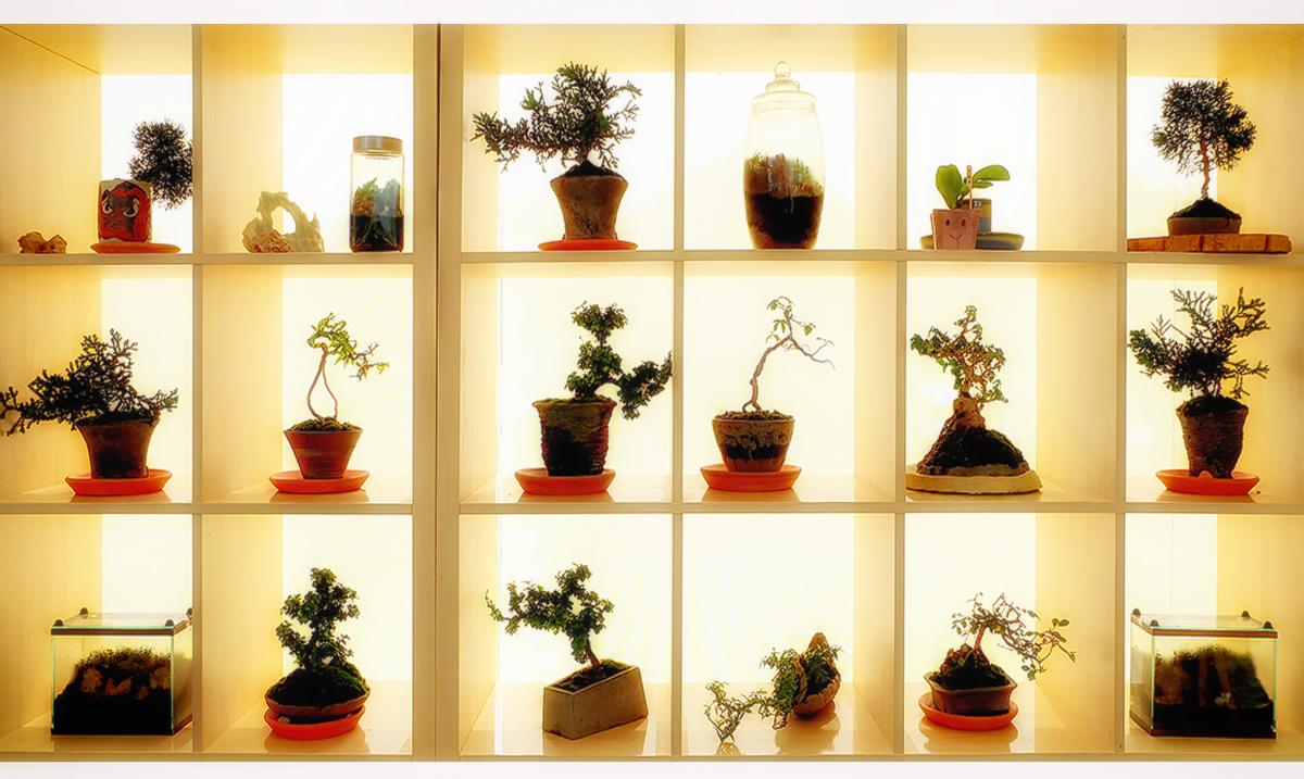 10 Common Plants That Bring Protection, Good Fortune, and Enhance