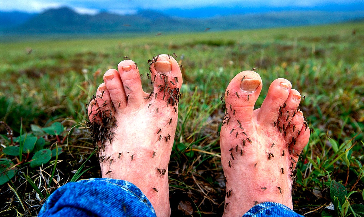 Mosquitoes Can Smell Blood And They Prefer This Blood Type Is It