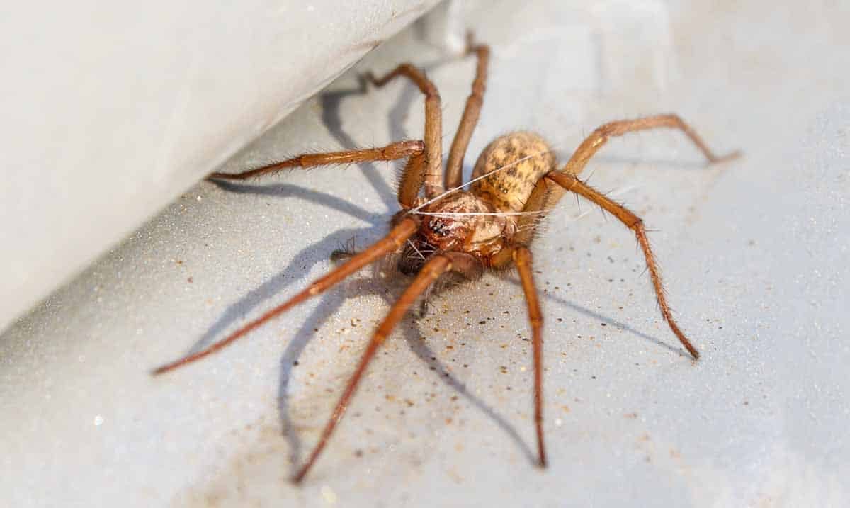 If You Are Seeing More Spiders in Your Home This is Why Awareness Act