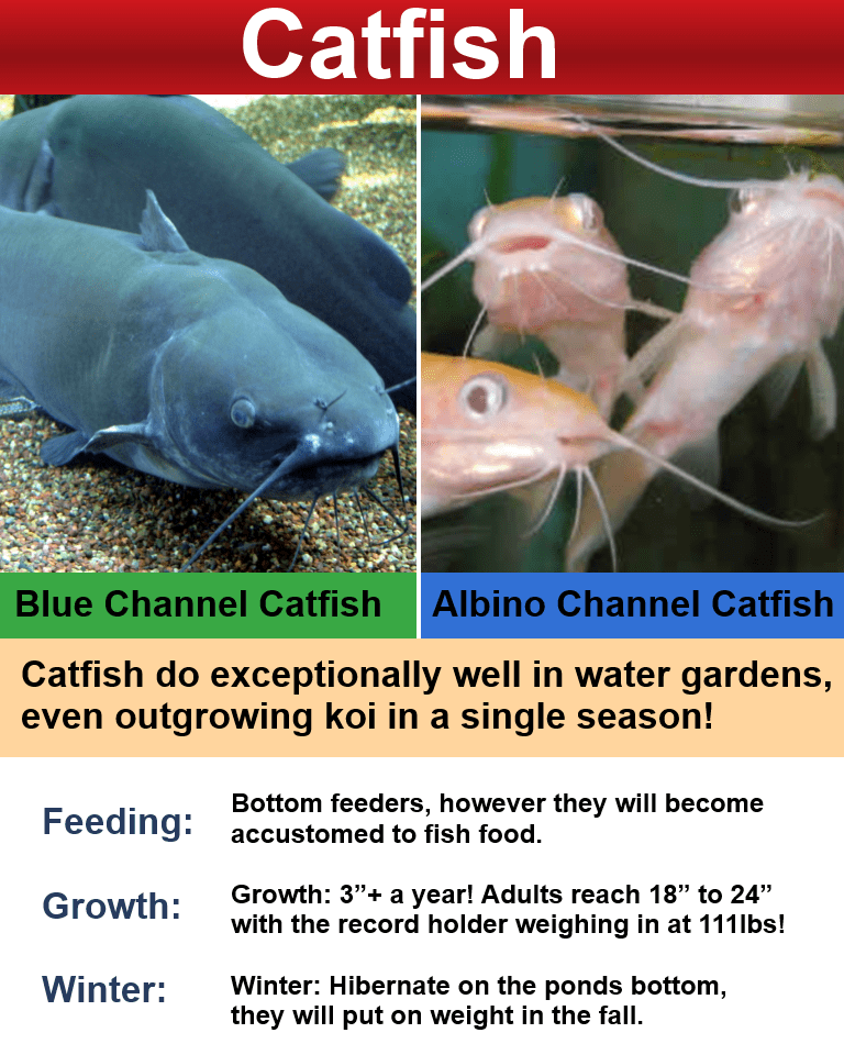 Catfish Dietter's Water Gardens