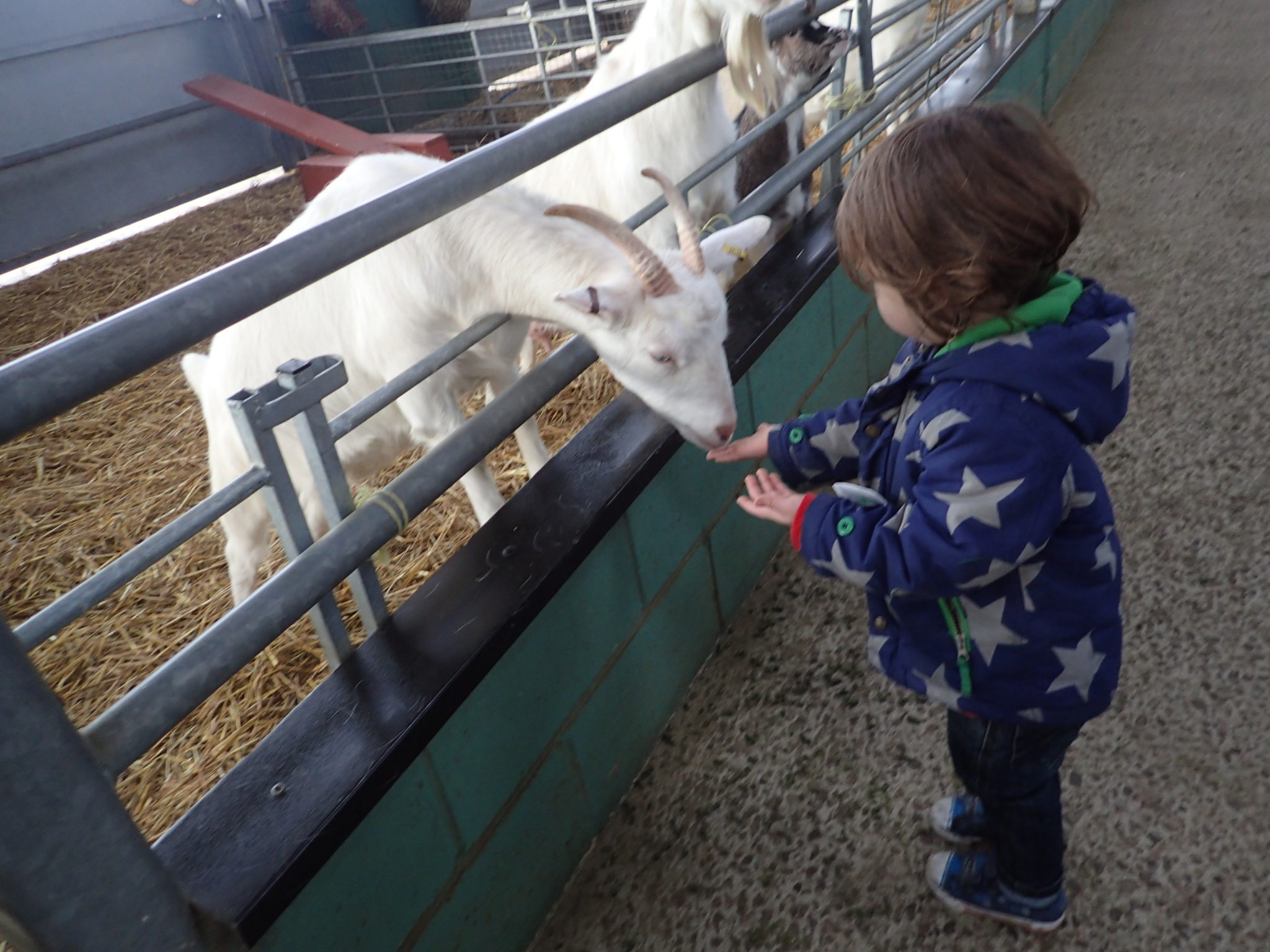 Bocketts Farm, Surrey Awaybies