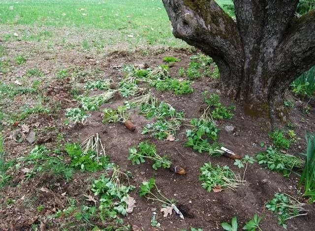 Ideas For Landscaping Under Evergreen Trees PDF