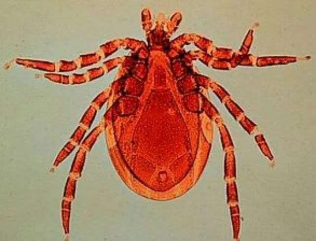The Latest On Backyard Tick Research With Dr Neeta Connally A