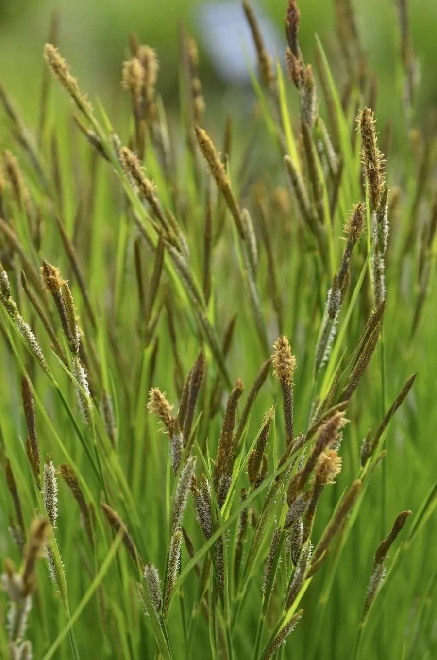 the best of the sedges, and how to use them (even mown!), with sam