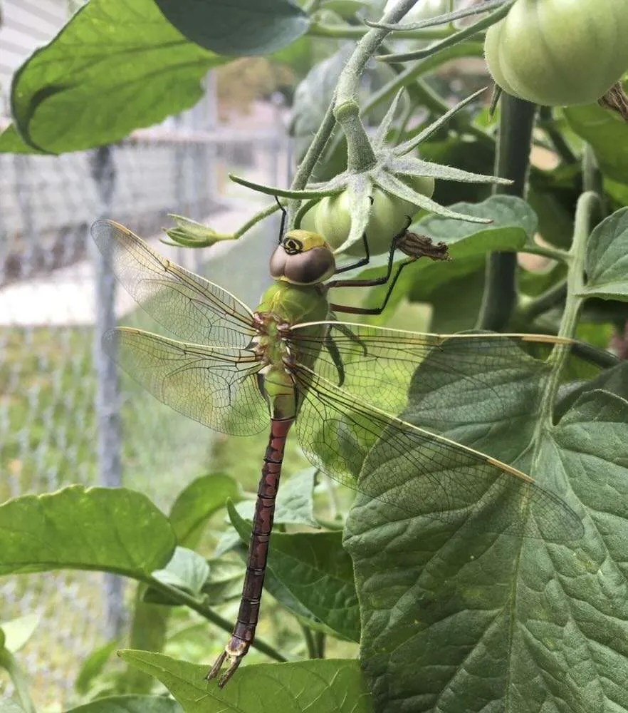 going down gardening's rabbit holes for answers, with flora & frost A