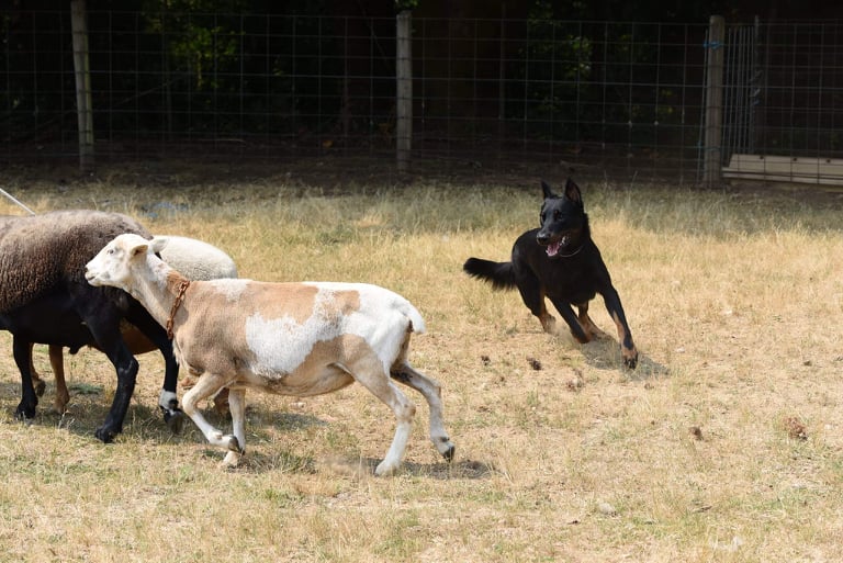 American Working Beauceron Club Preserving and promoting working