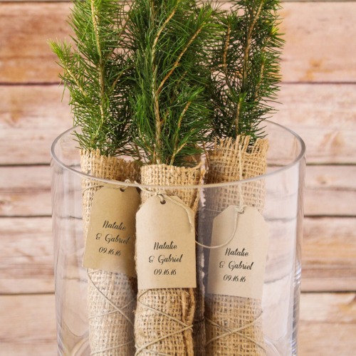 Fun Wedding Favors Evergreen Tree Seedling A Wedding Cake Blog