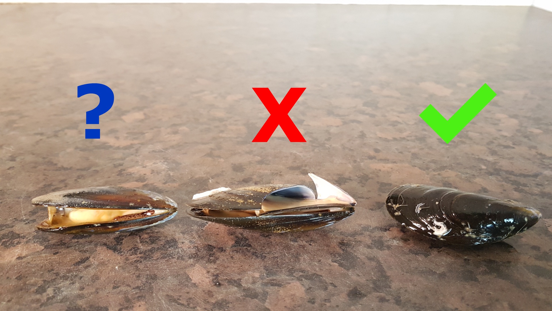 How To Store And Prepare Live Mussels – A Wee Bit Moore