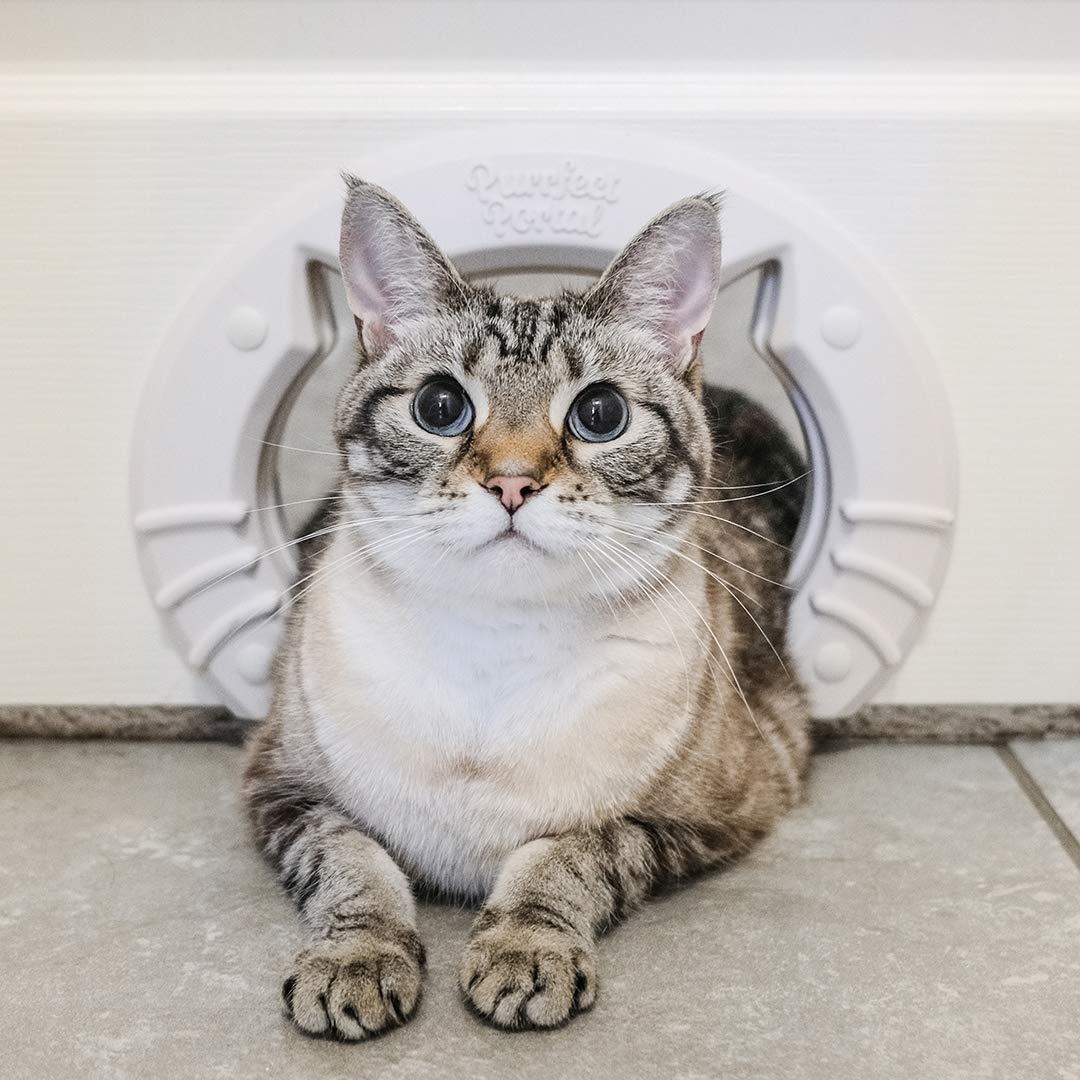Cat Shaped Kitty Door AWESOMAGE!