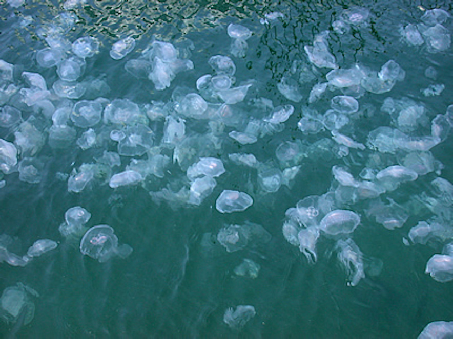Oil Spill? Nope, Jellyfish Bloom