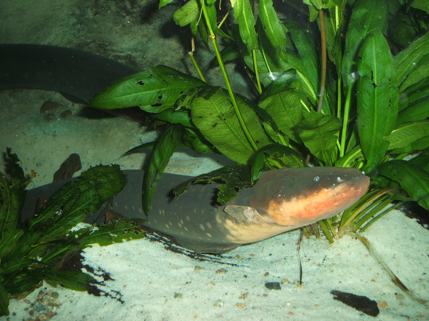 Electric Eels Control The Movements Of Their Prey