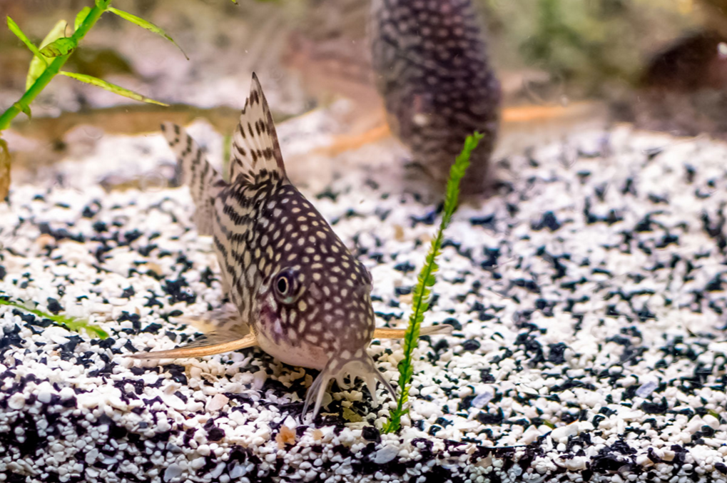 11 Best Fish For Your Home Aquarium