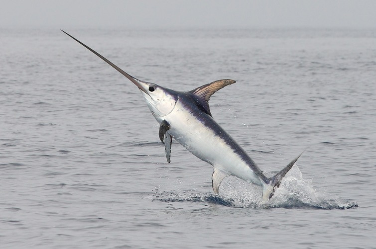 7 Swordfish Facts That We Swear Are True
