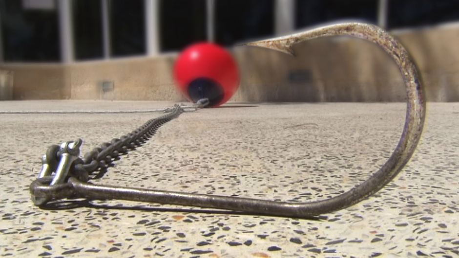 Sweet Surprise For Rescued Dolphin Caught On Shark Hook