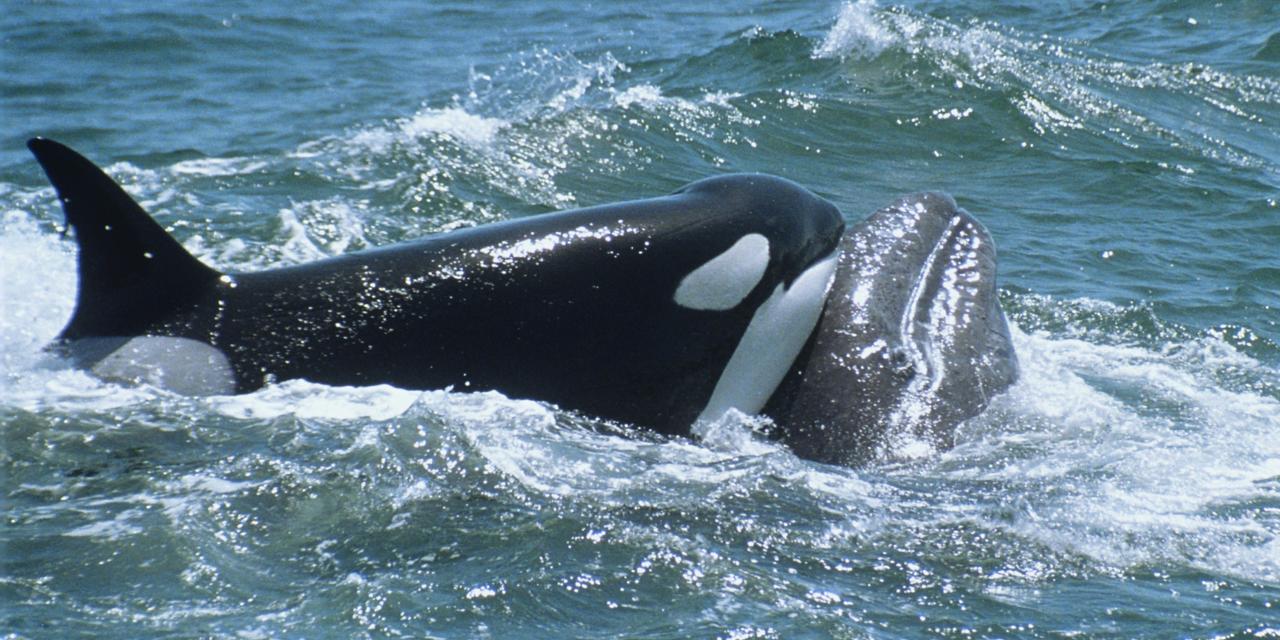 What's The Beef Between Orcas And Humpbacks?