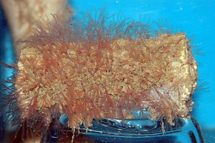 Zombie Worms Have Been Successfully Breed by Japanese Aquarium