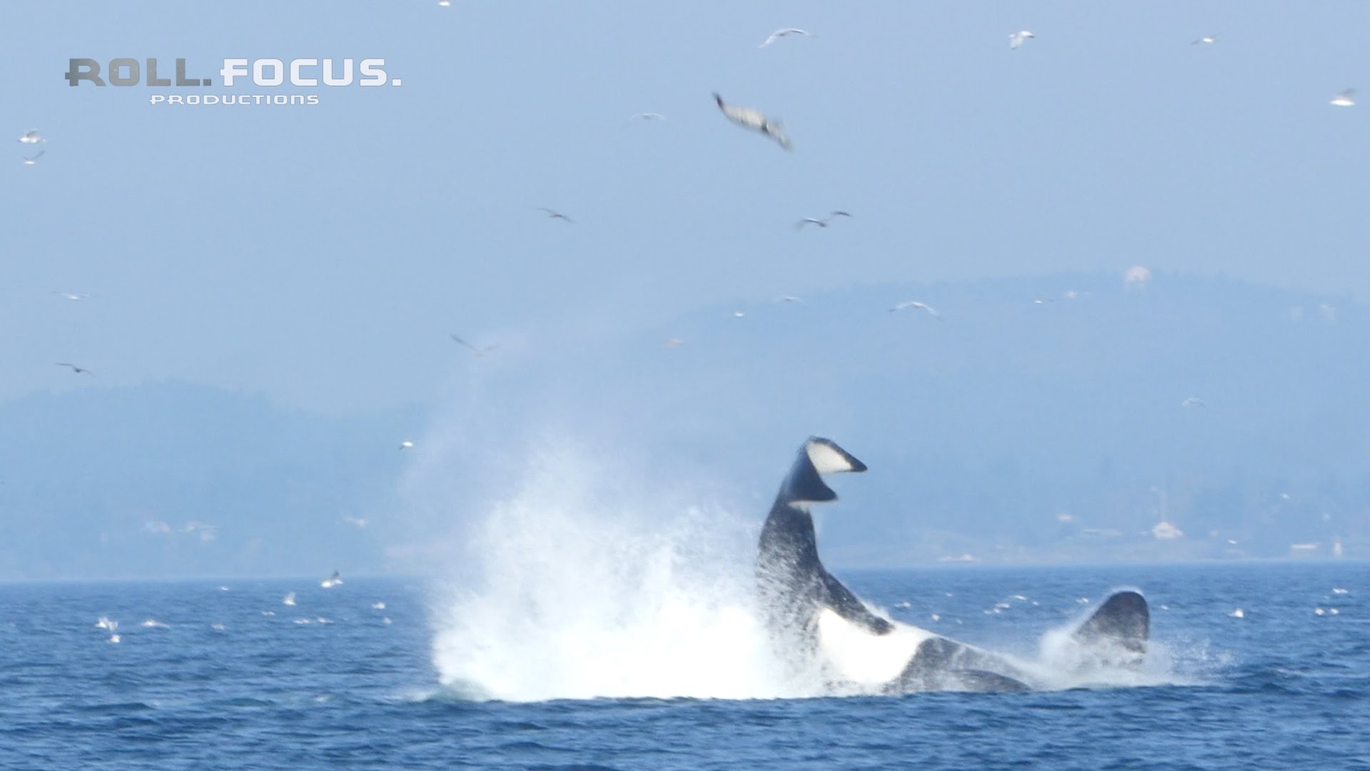 Scientist Explains Video Of A Killer Whale Flinging A Seal 80 Feet In