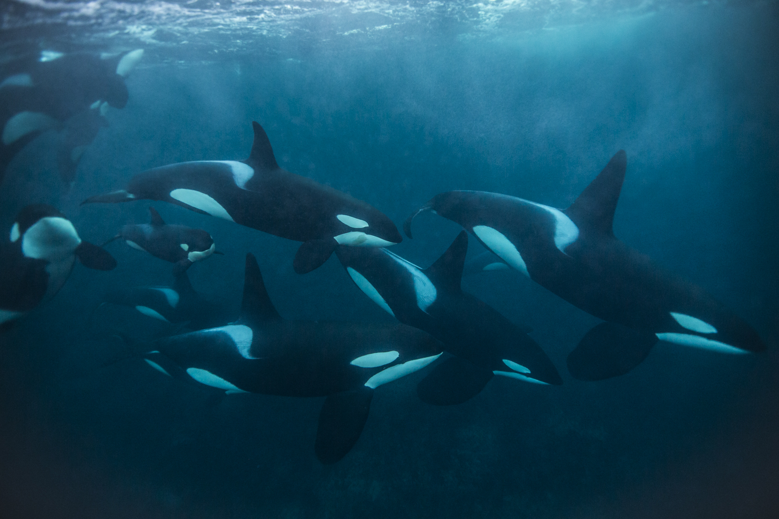 Killer Whales Are Beaching Themselves To Snag A Meal