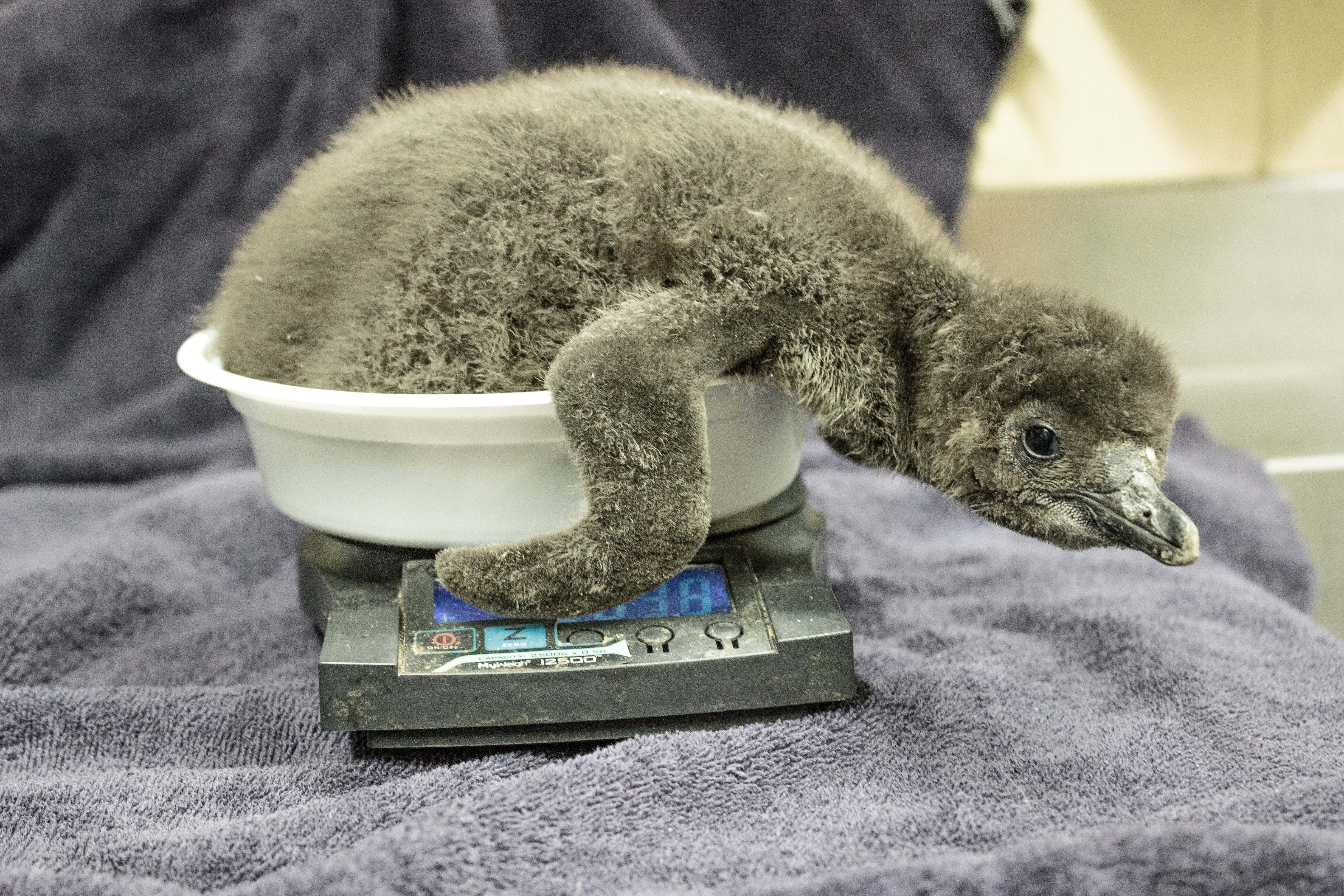 Jacksonville Zoo Announces Two Fluffy Additions To Their Magellanic