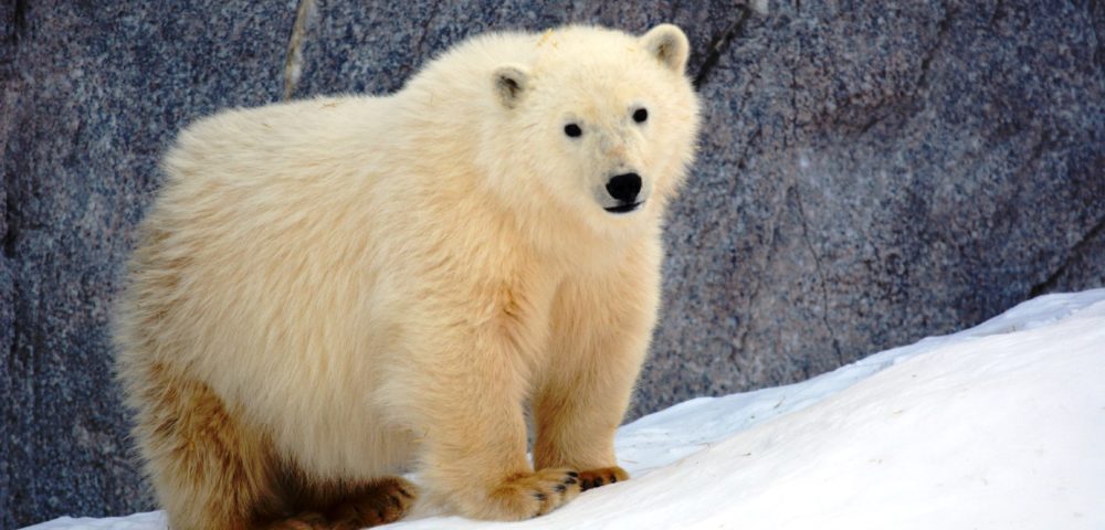 The Assiniboine Park Conservatory Needs Help Naming These Fluffy Polar