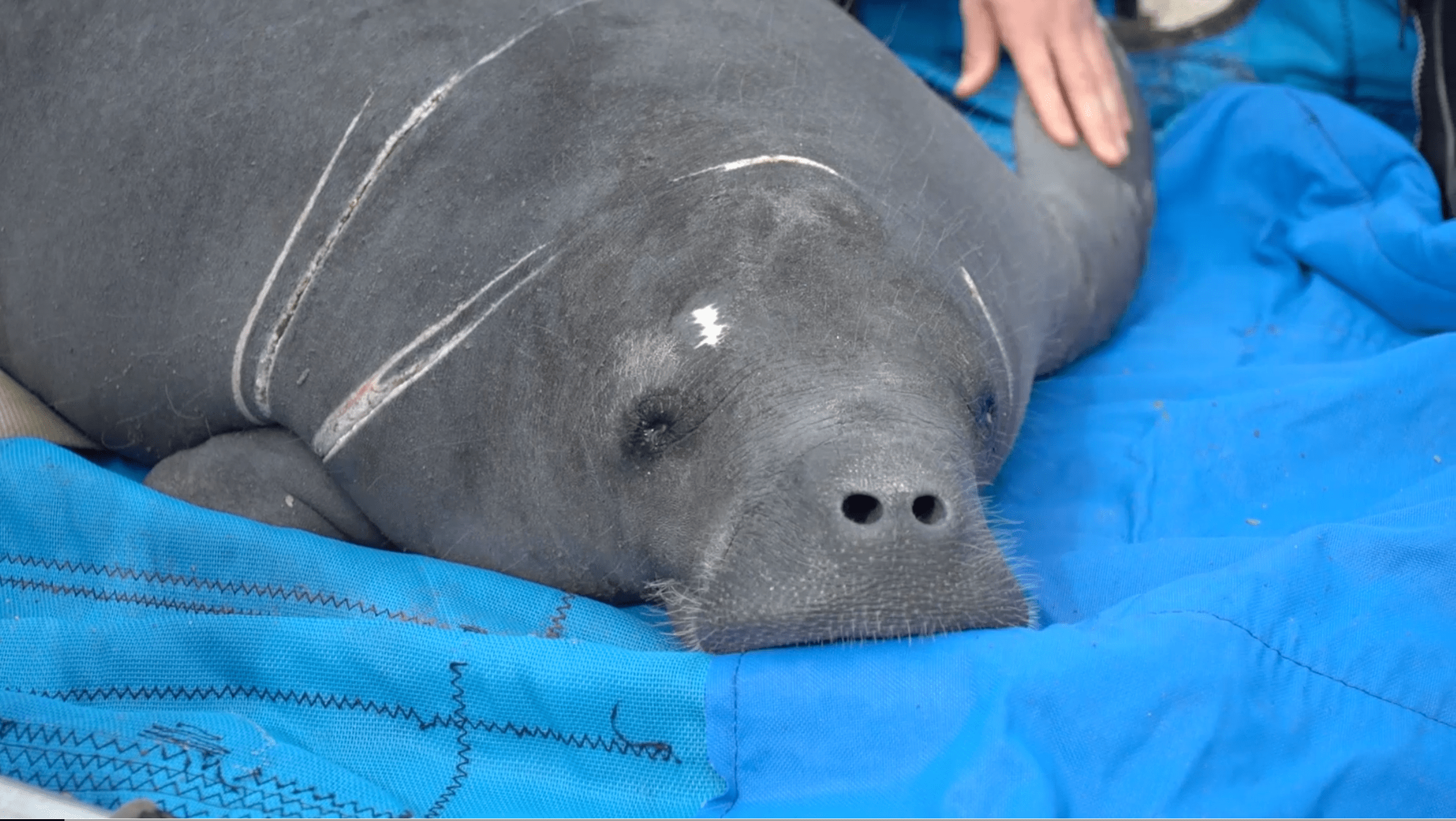 Home Free! SeaWorld Helps Release Rehabilitated Manatees Awesome Ocean