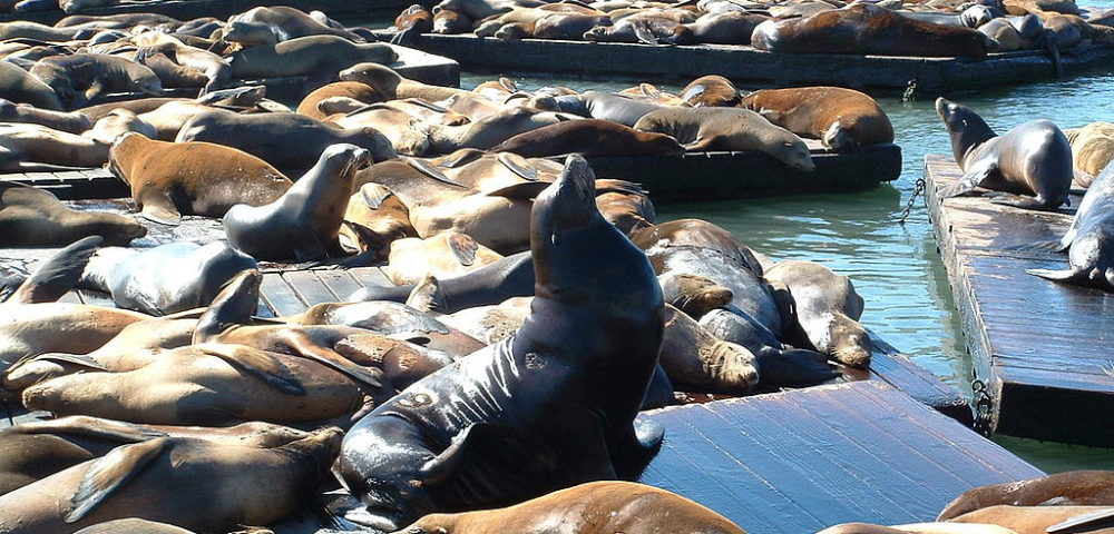 Multiple Sea Lion Bites In One Week Cause Officials To Close Park