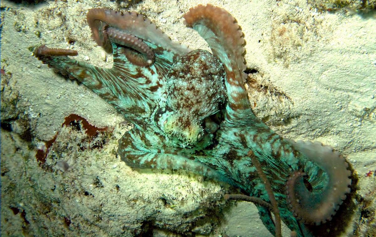 No Prey Is Safe From This Cute Baby Octopus Awesome Ocean