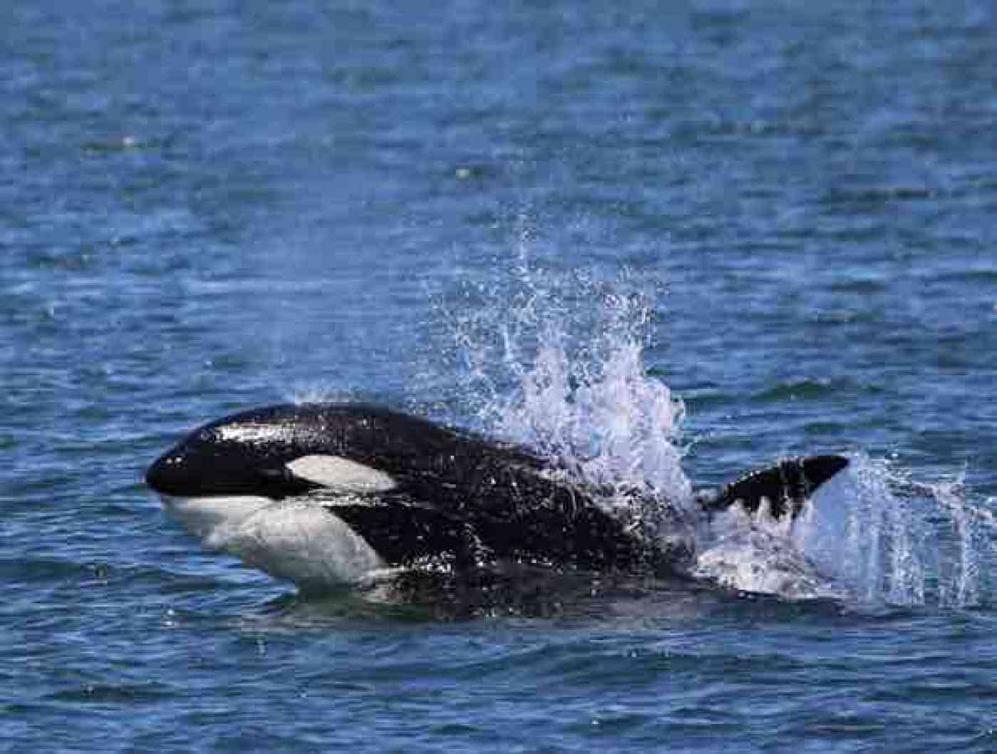 Washington State Protects Their Killer Whales Awesome Ocean