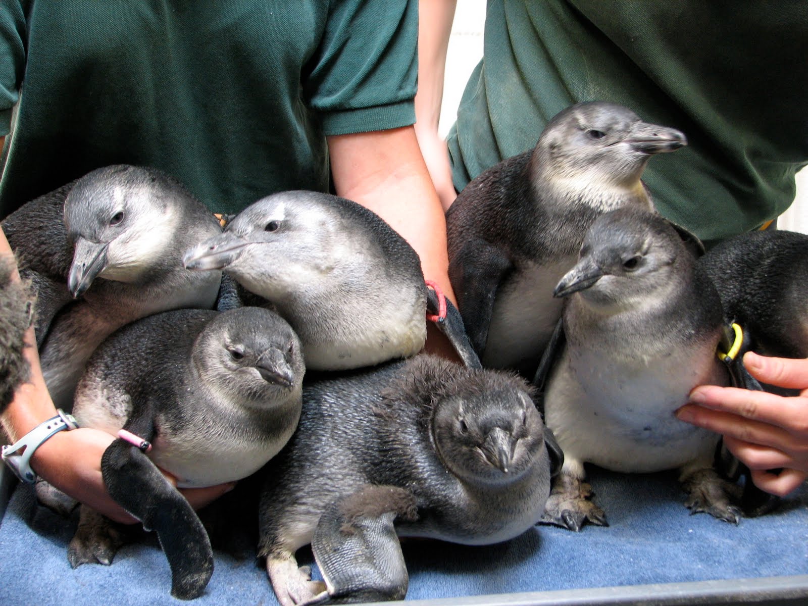 This Is The Cutest Baby Penguin Weigh In You Will Ever See