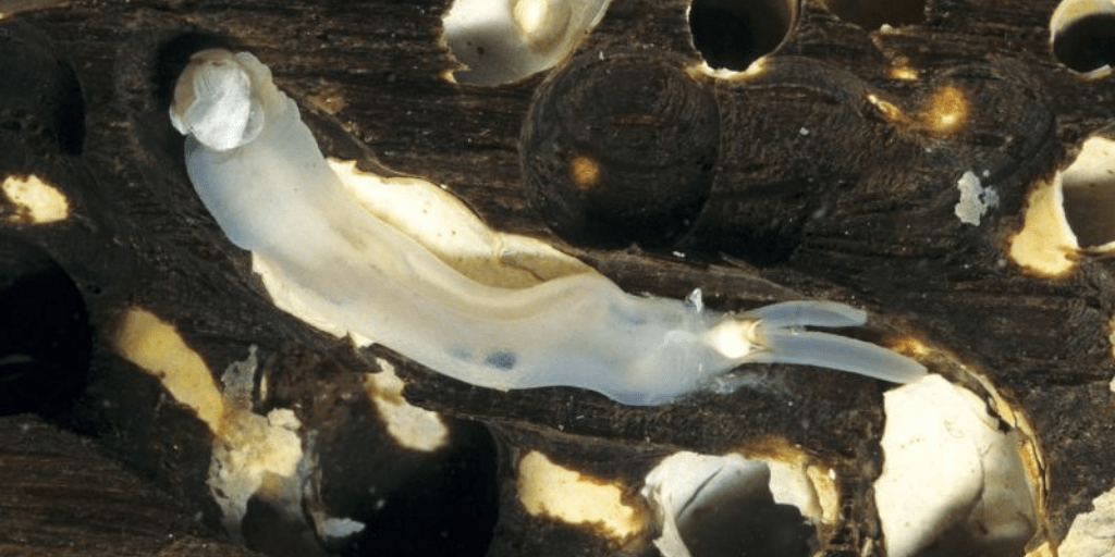 New clam species found! And it eats… wood?