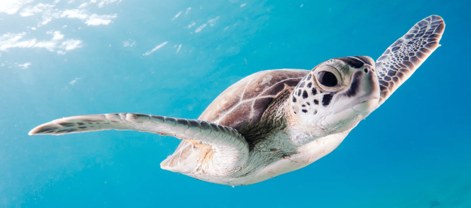 Poachers Continue To Harm Turtles Protected By The Endangered Species Act